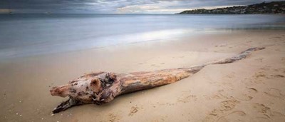 ワニではなかった01