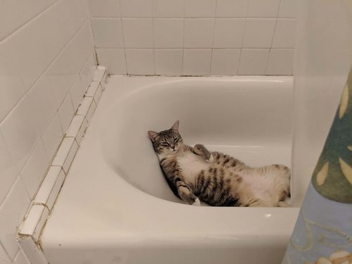 猫はどこでも寝る03