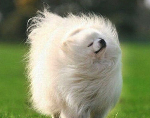 優雅な動物たち07