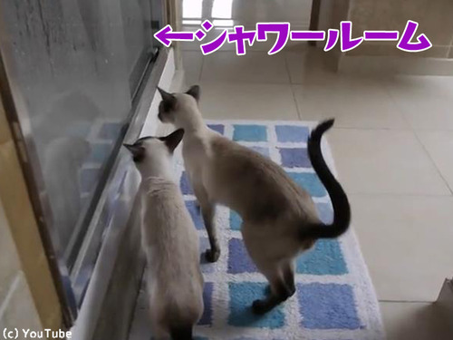 ����ͤΥ����������ǭ�ϡ�00