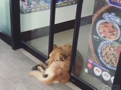 ��ư�ɥ��˶��ޤ�³��������03