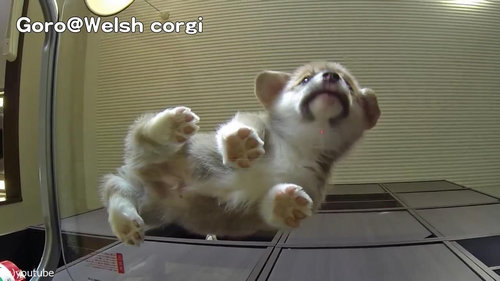 子犬をガラステーブルの下から見る05