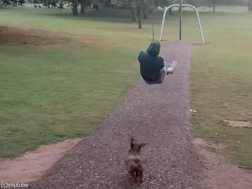 ダックスフンドがターザンロープで遊ぶ飼い主を追いかける…勇敢だと思ったらそうでもなかった（動画）