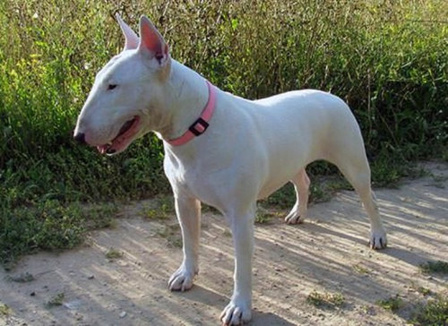 犬種は100年でこう変わった06