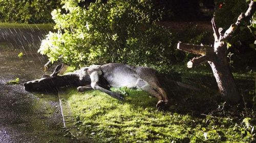 ヘラジカ酔っ払う06