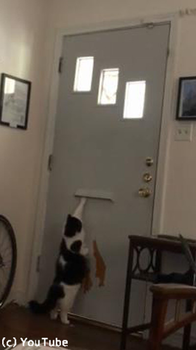 警備が厳しすぎる番猫01