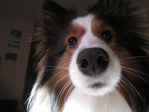 毎朝起こしてくれる犬や猫17