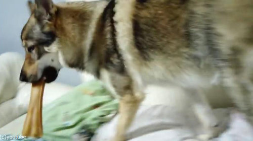 おもちゃが隠せない犬01