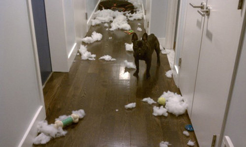 ペットがあなたの留守中にすること12