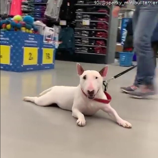 これって犬の散歩と言えるのだろうか シュールな風景 動画 らばq これって犬の散歩と言えるのだろうか シュールな風景 動画 らばq