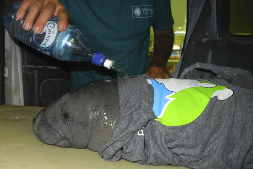 マナティの赤ちゃんを保護した少年02