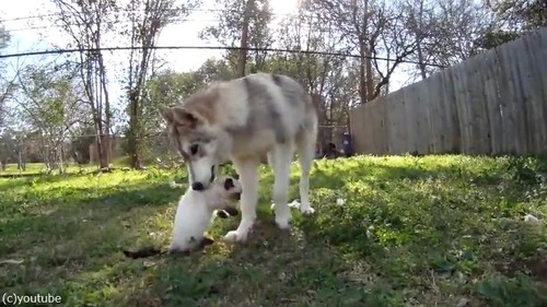 ハスキーと猫04