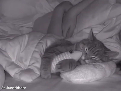 魚の抱き枕が大好きな猫…眠っている間もギュッと抱きしめて離さない