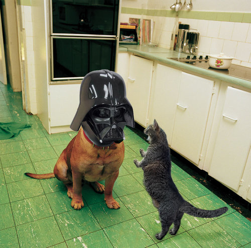 犬に猫マスク09