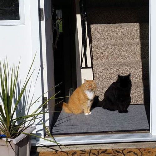 「この猫の名前はシャドーにしたほうがいい」01