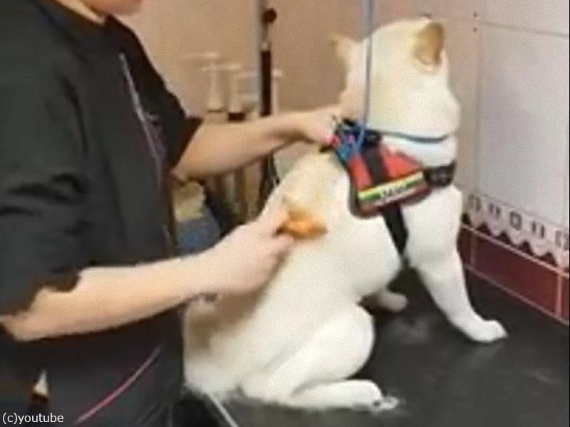 噛み付きそうな犬とたった60秒で信頼関係を築くトリマーの技術がすごい らばq 噛み付きそうな犬とたった60秒で信頼関係を築くトリマーの技術がすごい らばq