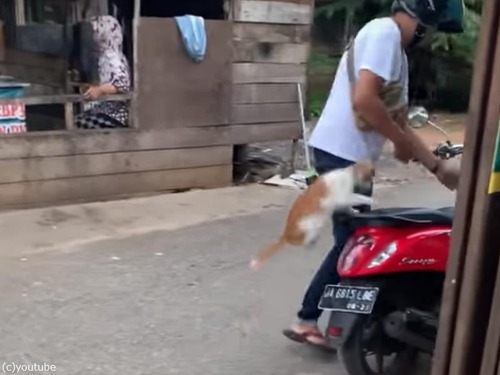 飼い主のスクーターに乗り込む猫