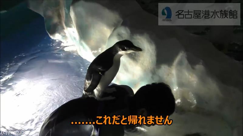 懐きすぎ 飼育員さんにベッタリのペンギン 動画 らばq 懐きすぎ 飼育員さんにベッタリのペンギン 動画 らばq