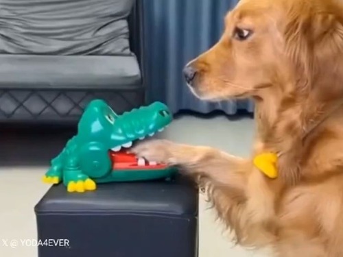 「ワニのおもちゃに噛まれた犬のリアクションを見て…不安を覚えるとき」