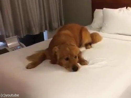 ベッド初体験の犬07