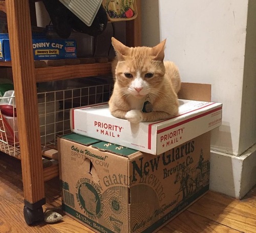 公園で保護した猫の半年後04