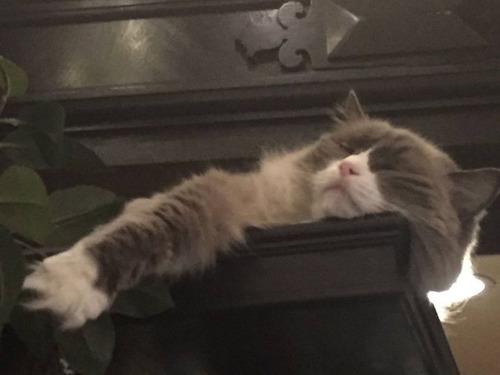 ホテルに勤続7年の猫が引退04