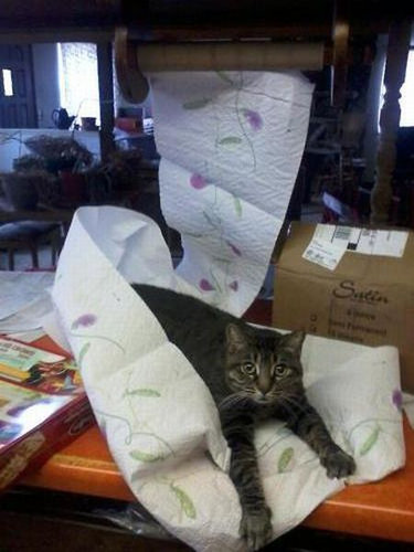 ペットのいたずら23