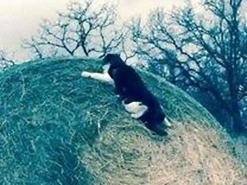 大ピンチの猫02