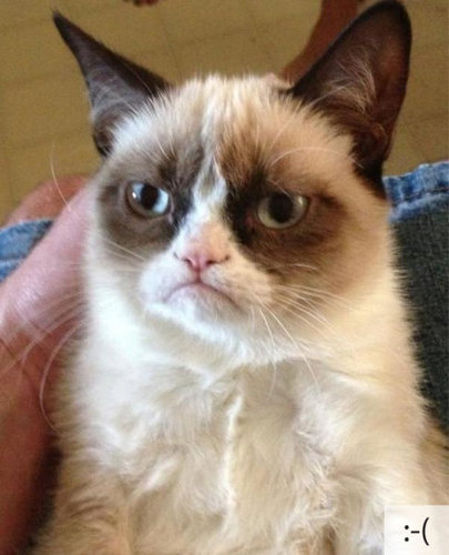 顔文字にそっくり な猫たちの写真23枚 らばq