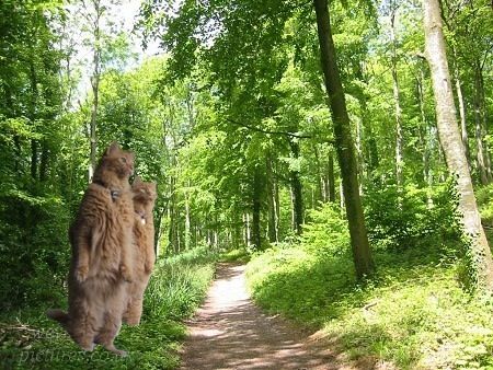 猫が鳥を見るポーズ04