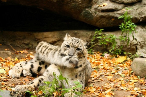 ユキヒョウの体の一部が あまりに雄大だ と注目を集める らばq ユキヒョウの体の一部が あまりに雄大だ と注目を集める らばq