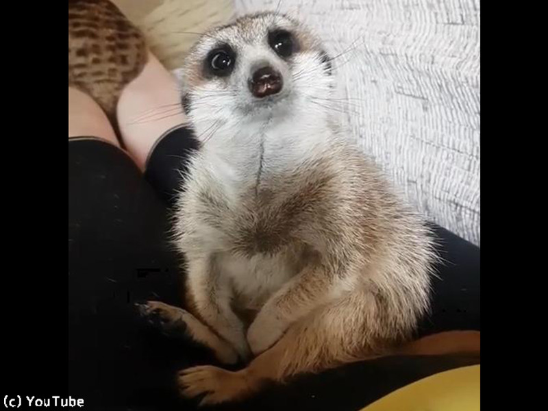 ヒザの上で寝落ちしそうなミーアキャット 動画 らばq