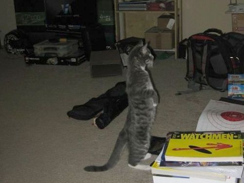 猫が鳥を見るポーズ11