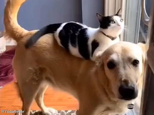 「いくつになっても子猫のつもり？」犬の上に乗るのが好きな猫