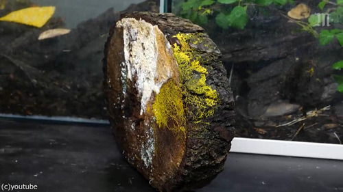 �⥸�ۥ���01