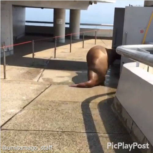 ���硼�����Υ���������ư���������06