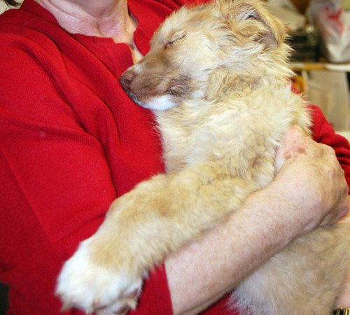 子犬を拾った01