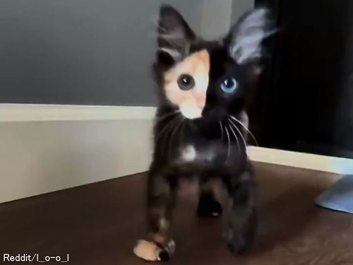 「この猫より神秘的な顔の持ち主なんているの？」一度見たら忘れられない猫