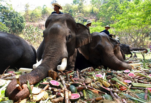 タイのゾウの日05