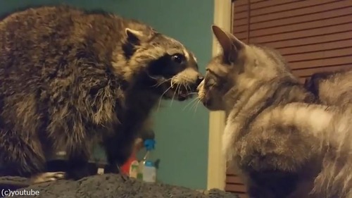 ͷ��Ǥۤ������饤����VS�������ǭ01