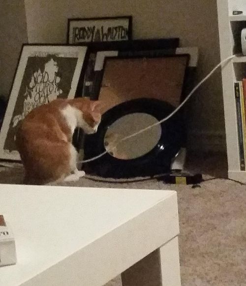 01じぃーーっ、気になる動物たち