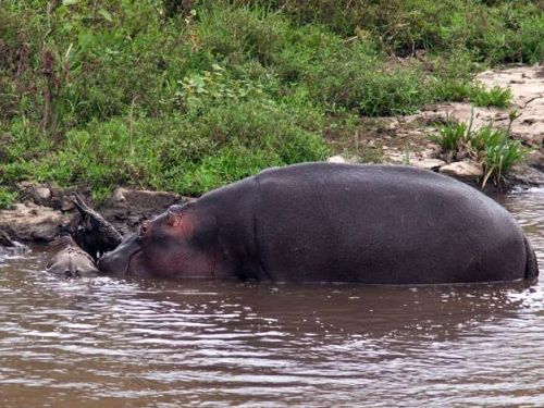 ヌーを助けるカバ00