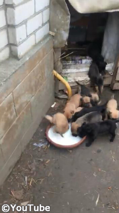 ボウルいっぱいのミルクに集まる子犬たち!焦り過ぎて…02