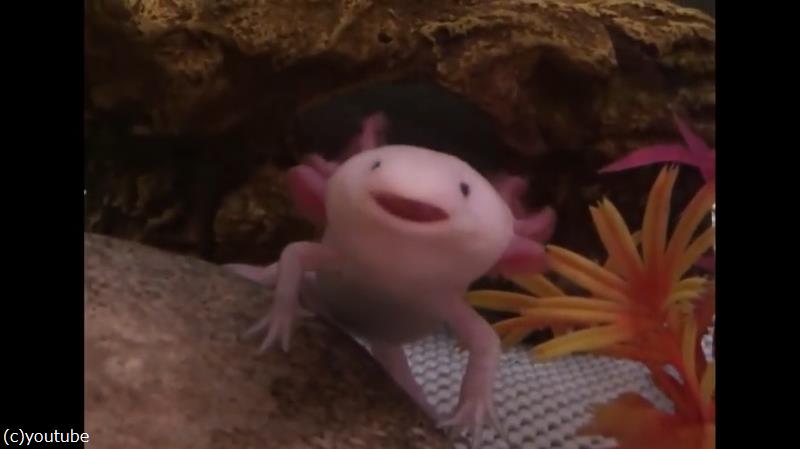 ウーパールーパーの あくび が目撃される 動画 らばq