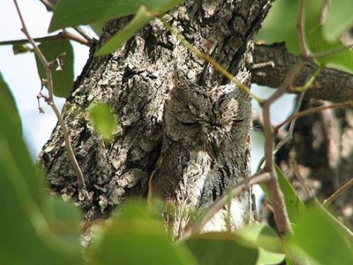 フクロウの保護色08