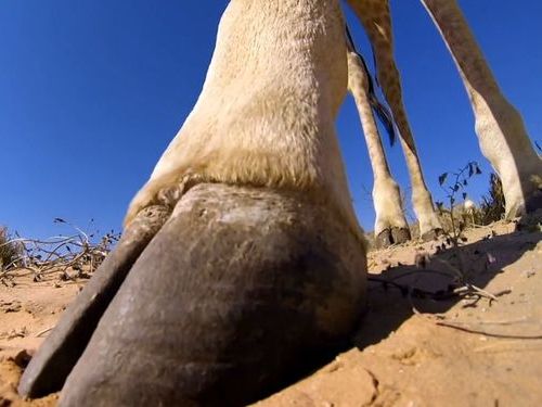 キリンを真下から撮影01