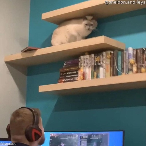 頭上の棚から物を落とす猫06