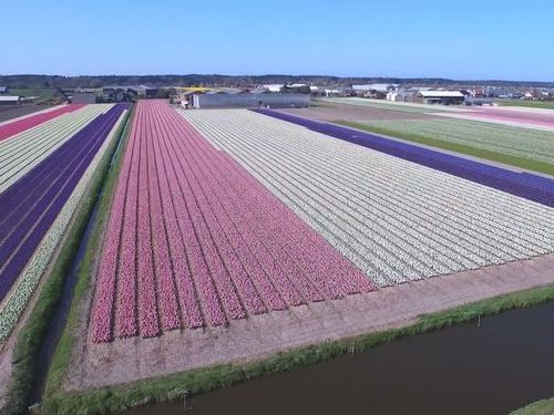 オランダのお花畑をドローンで上空から撮影01
