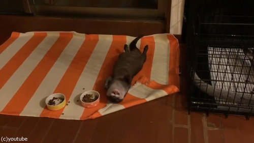 野生を失ったカワウソ03