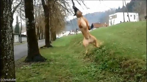 犬のダイナミックなひとり遊び03